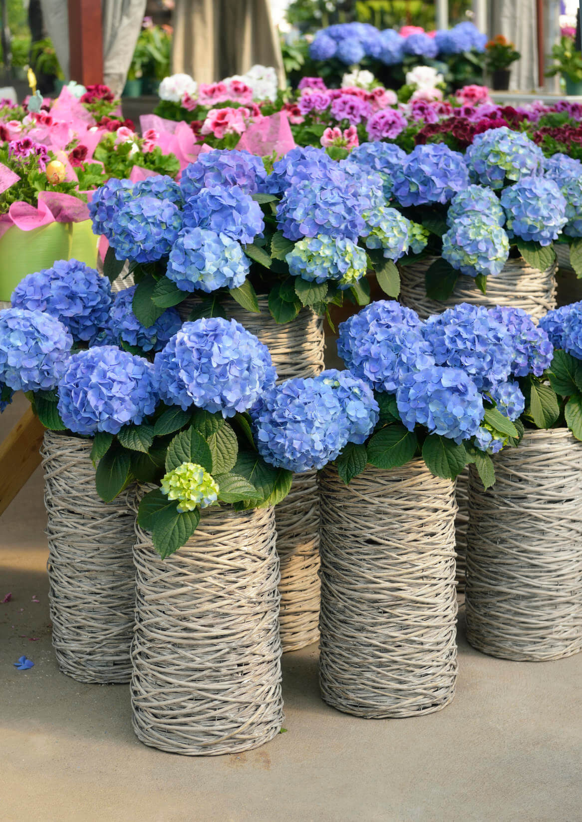 How To Grow Hydrangeas In A Pot at Joan Galan blog