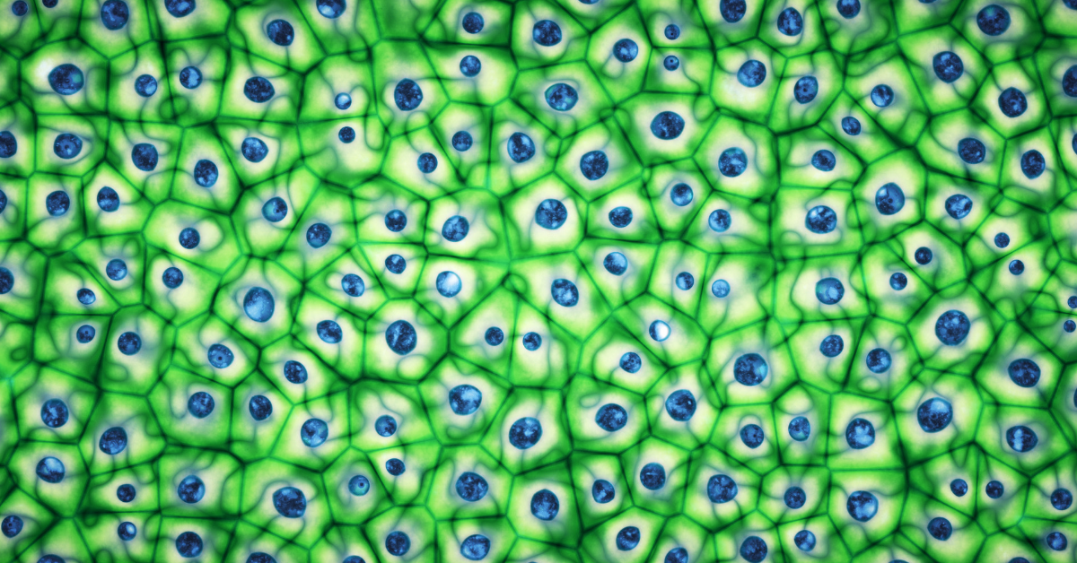 About Stem Cell Therapy for Lyme Treat Lyme