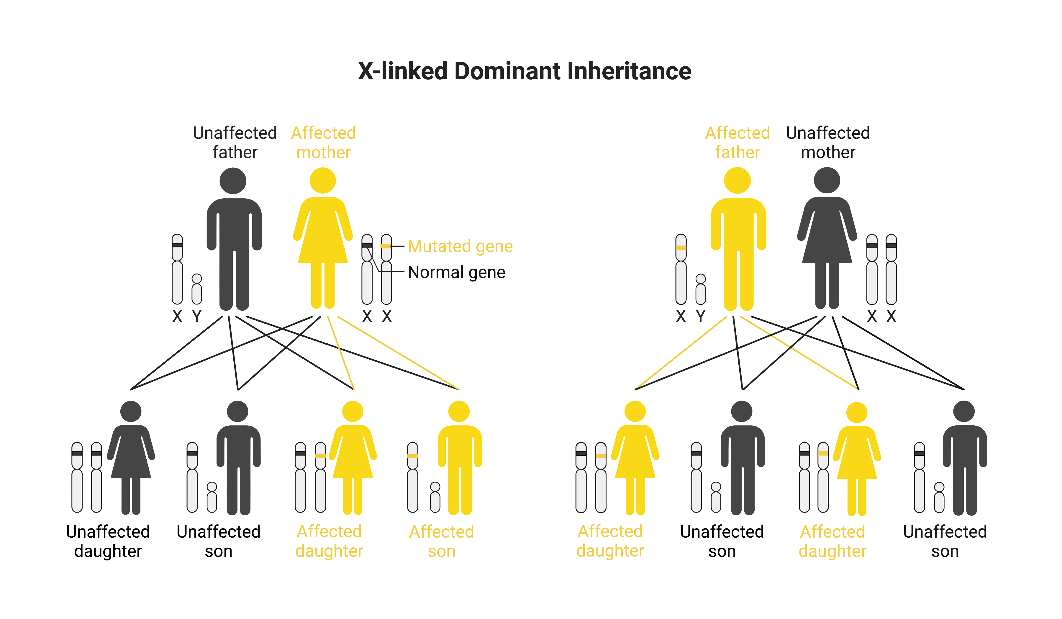 X Linked Disease