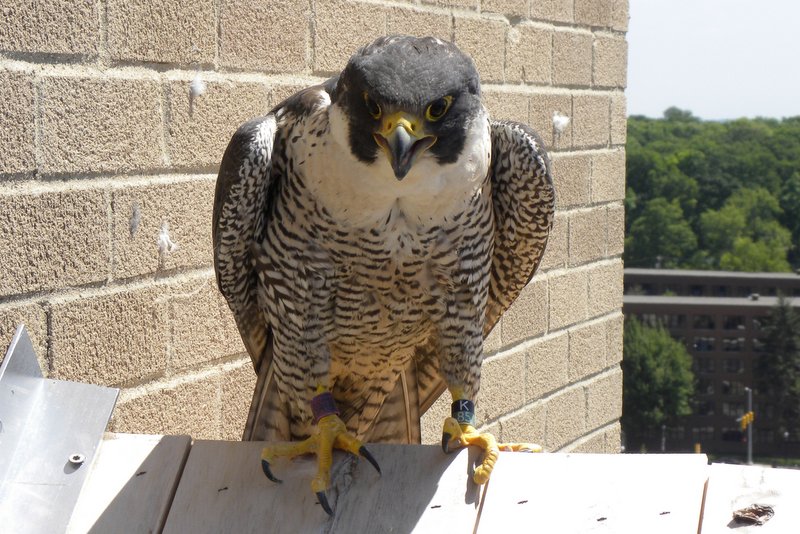 hugabug 9 Peregrine falcon l i z w a s o n