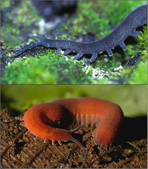 Albums 92+ Pictures How Does A Velvet Worm Catch Its Prey Completed 10/2023