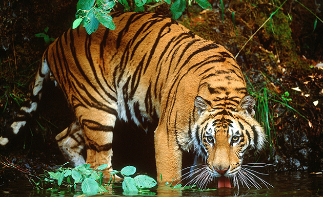 Bemühungen hinter dem Anstieg der Tigerpopulation in