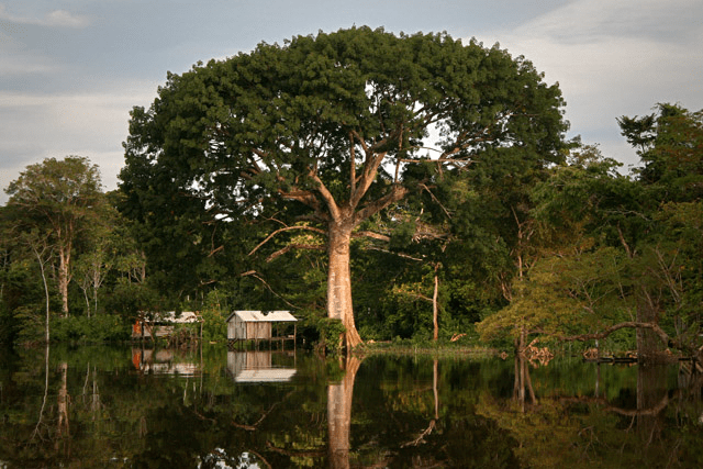 SUMAUMA iGUi Ecologia