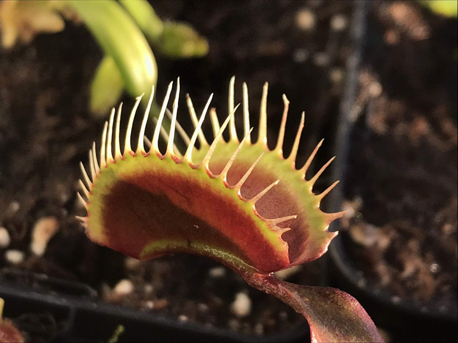 Venus Fly traps for sale Canada