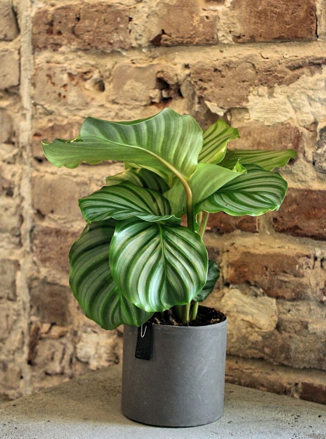 Calathea orbifolia