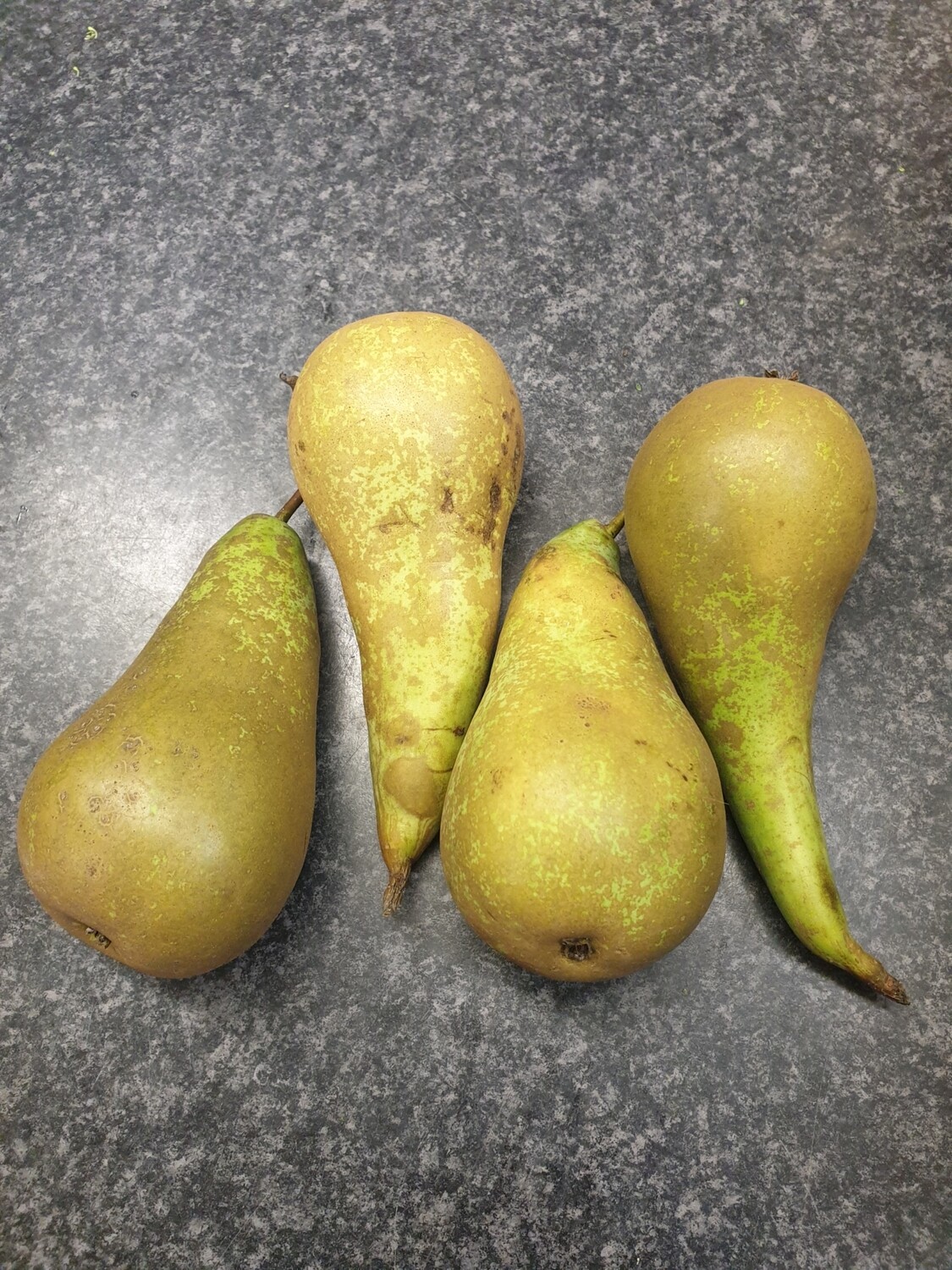 Conference Pears x 4