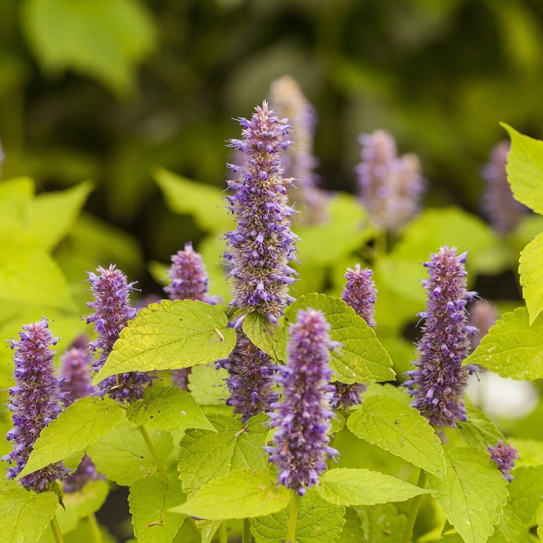 Agastache 'Golden Jubilee'