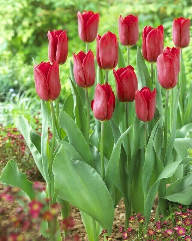 Tulip Strong Love