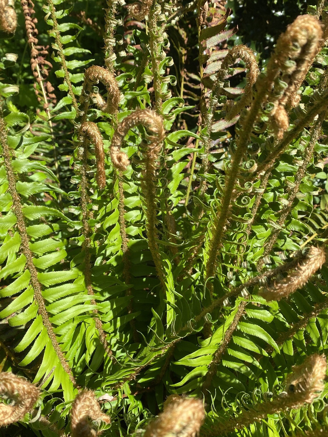 Polystichum munitum Sword Fern Plantas nativa LLC Store NW