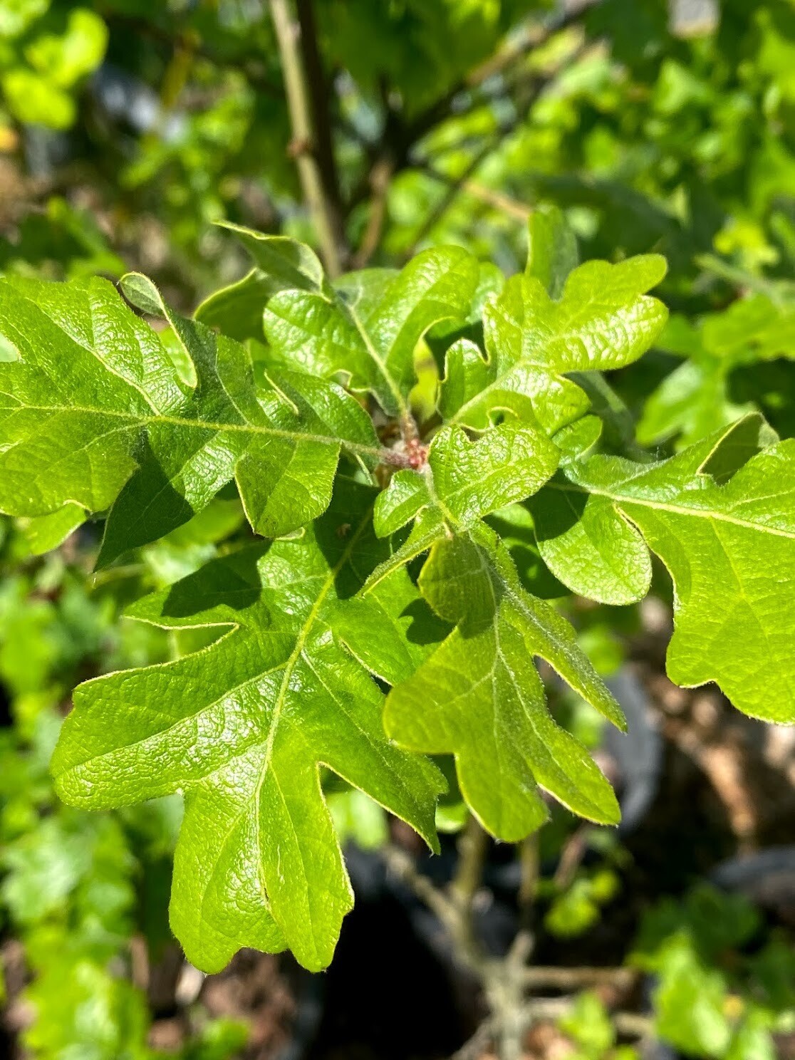 Quercus garryana Oregon White Oak Plantas nativa LLC Online Store NW Native Plant Nursery