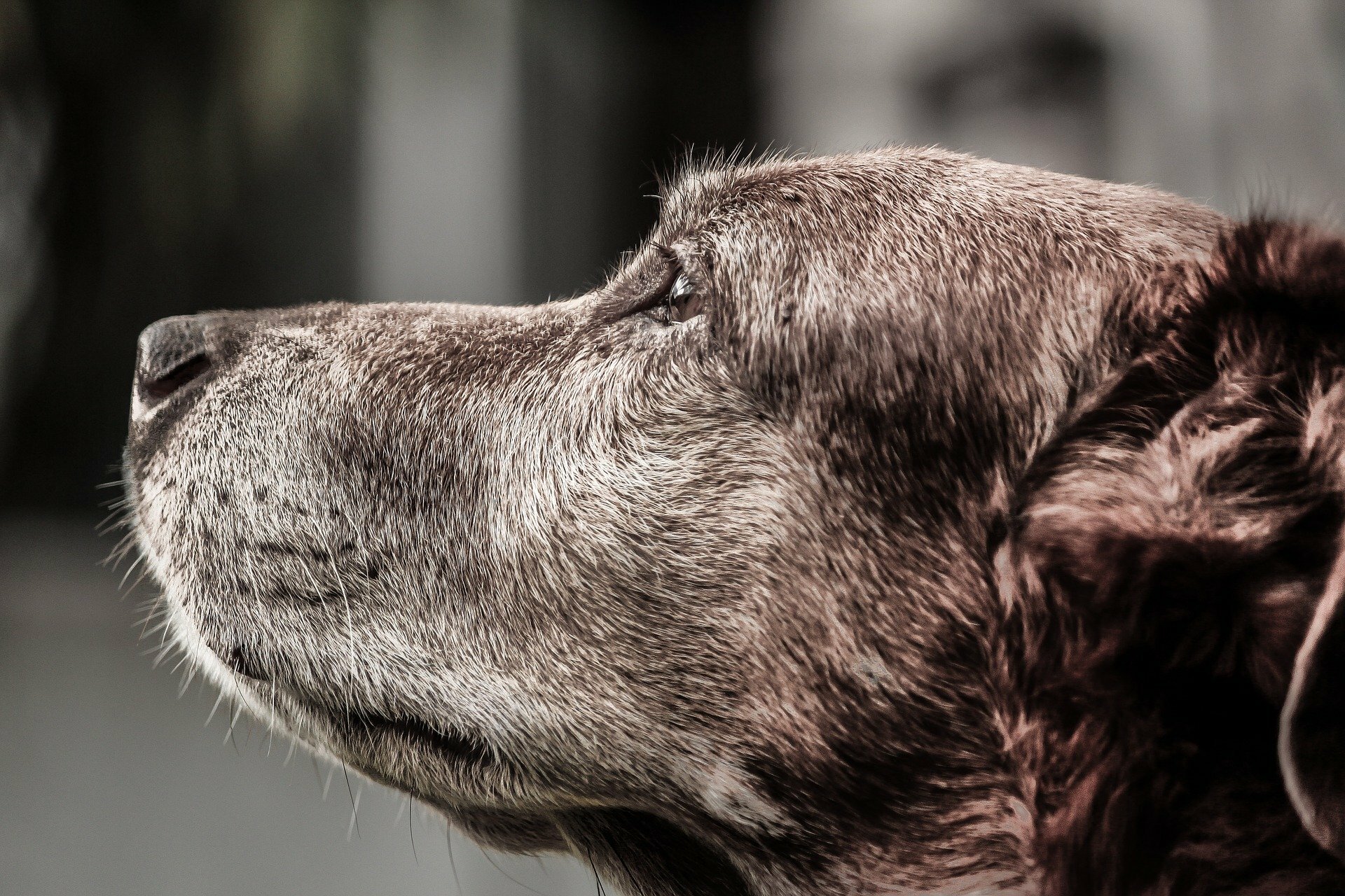 Alte Hunde