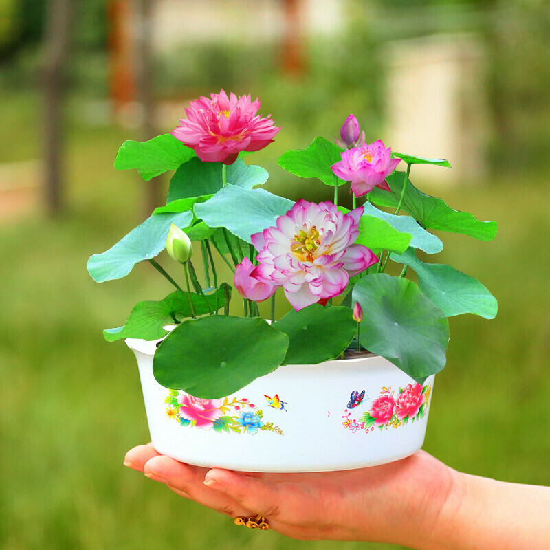 10pcs Lotus seeds Bowl Water Lily Hydroponic Plants, Rare Flower Bonsai