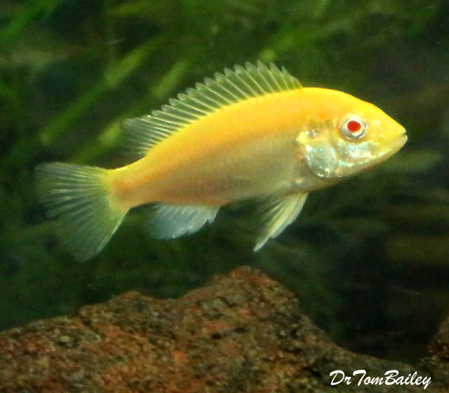 Premium Lake Malawi Albino Electric Yellow Cichlid