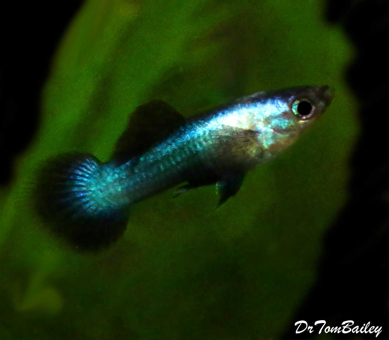 Premium MALE Panda Fancy Guppy, Size 1" to 1.2"