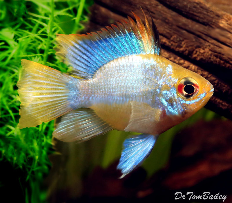 Premium Rare Electric Blue Balloon Ram Cichlid, Size 1" to 1.2"