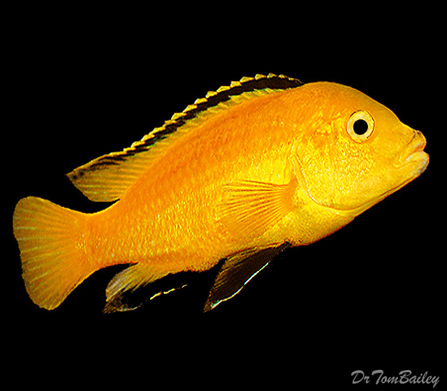 Premium Lake Malawi Electric Yellow, nonMbuna African Cichlid
