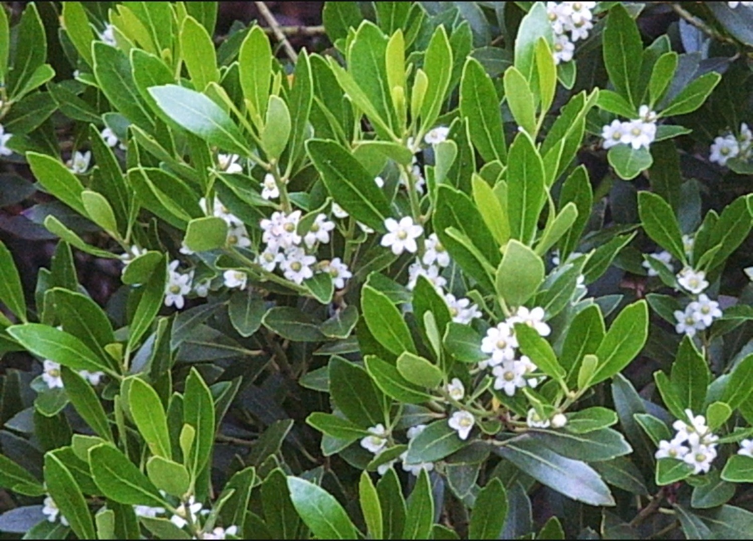 Inkberry Holly (Ilex glabra)