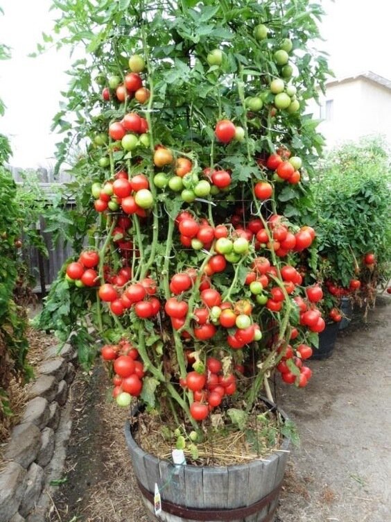 Italian Tomato Tree Solanum lycopersicum Rare Plant Seeds Whimsy