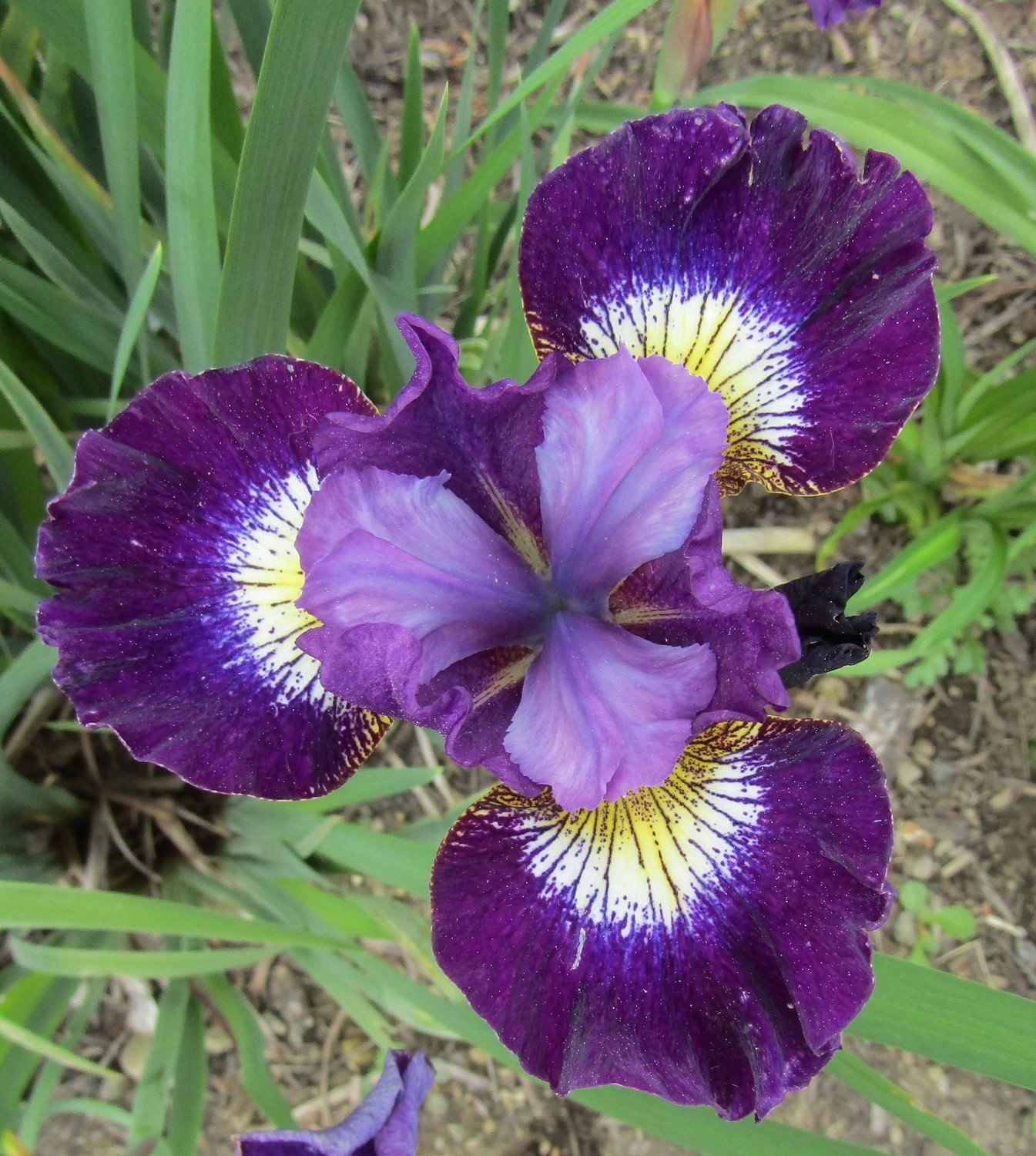 SIBERIAN IRIS CONTRAST IN STYLES
