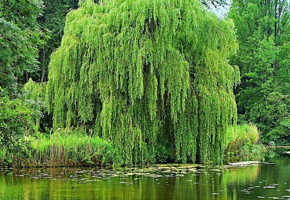 Planta de Salix Babylonica. Sauce Lloron. Altura 80 100 cm