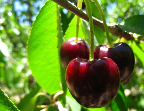Bing Cherry Store Fruit Trees Fruit Tree Peach Tree Apple Tree