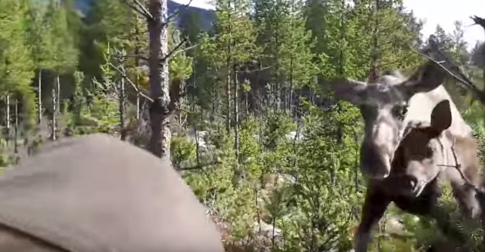 This Is What A Moose Attack Looks Like GearJunkie