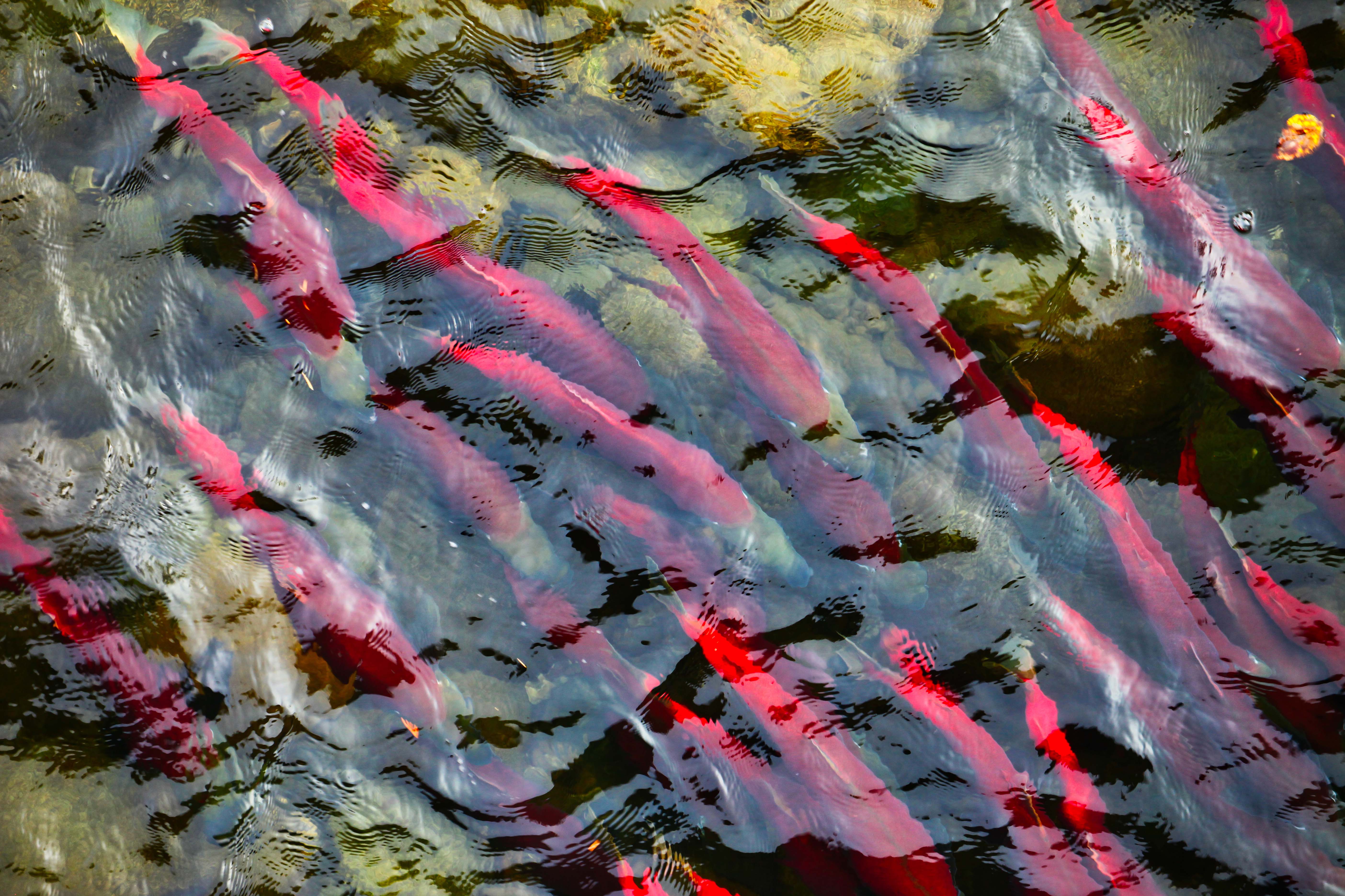 Pending WorldRecord Salmon Caught in Patagonian River GearJunkie