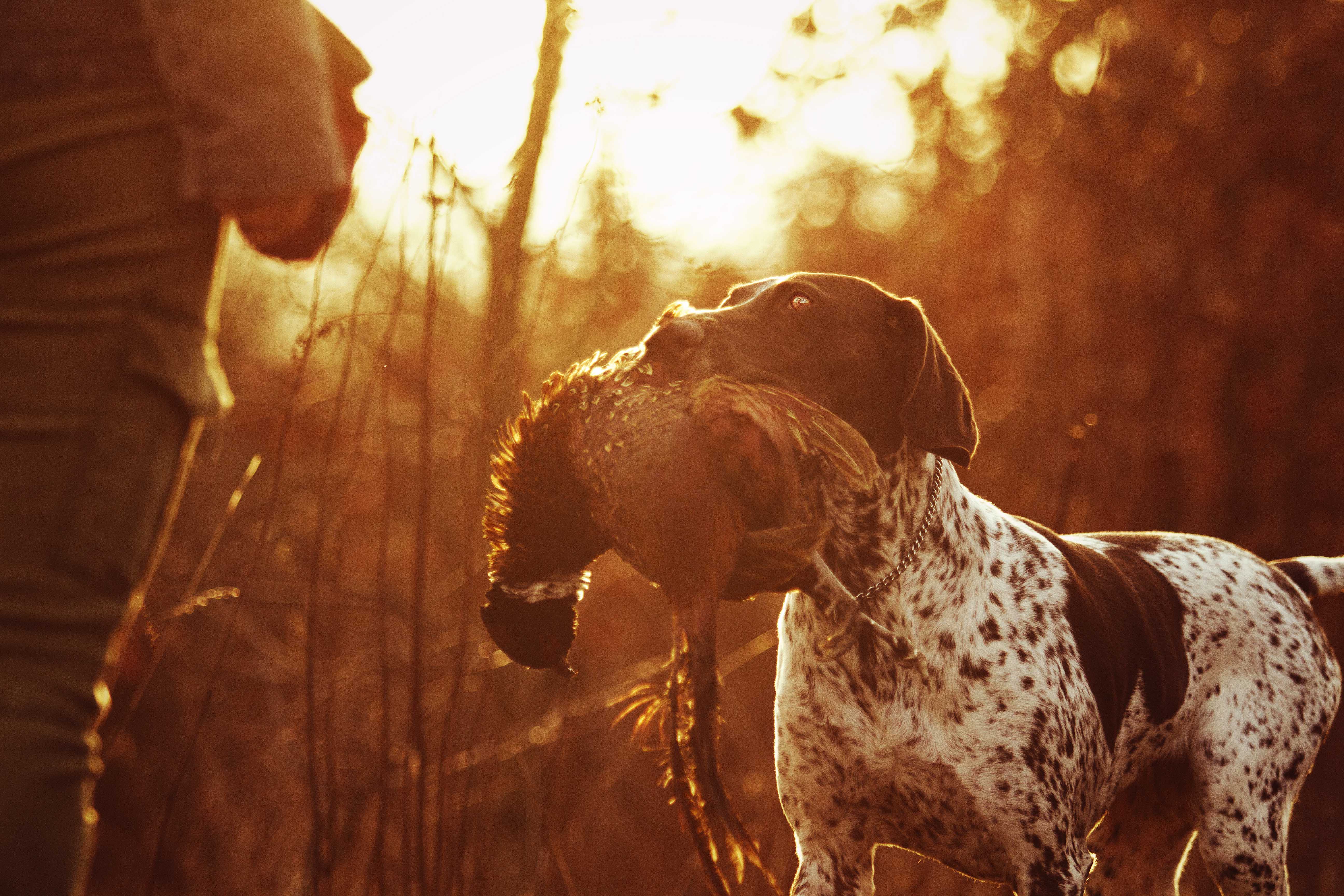 Hunting Dog Profile The Beloved, Athletic German Shorthaired Pointer