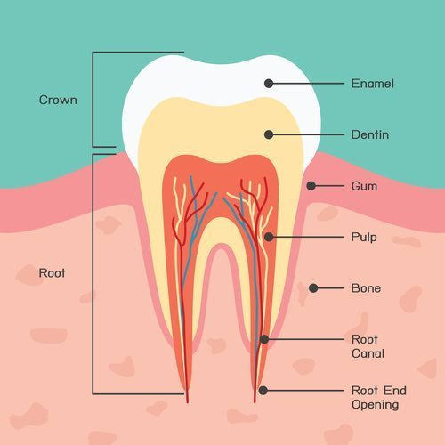 Tooth Fracture Types Causes Symptoms Diagnosis Treatment