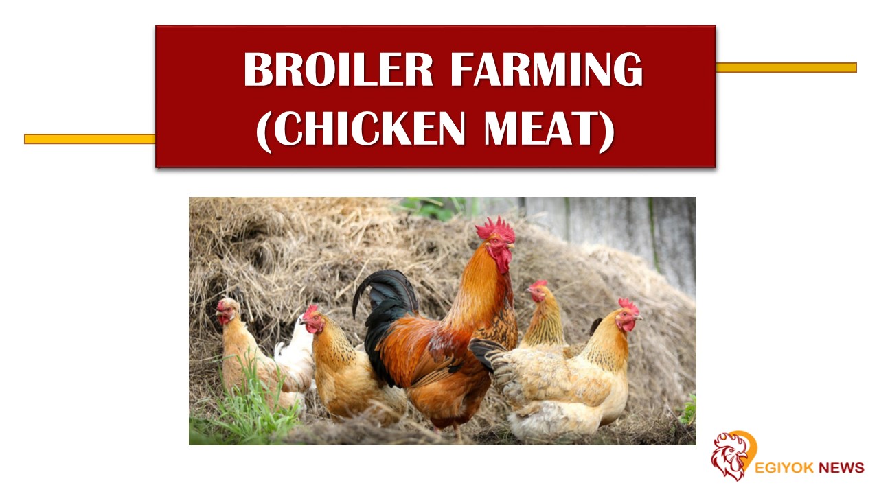 PPT Broiler poultry farming in India Egiyok News PowerPoint