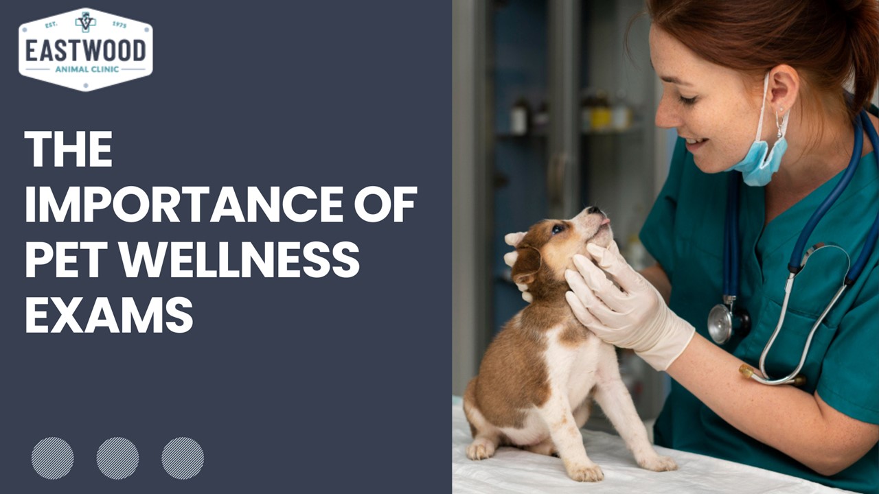 PPT The Importance Of Pet Wellness Exams PowerPoint presentation free to download id