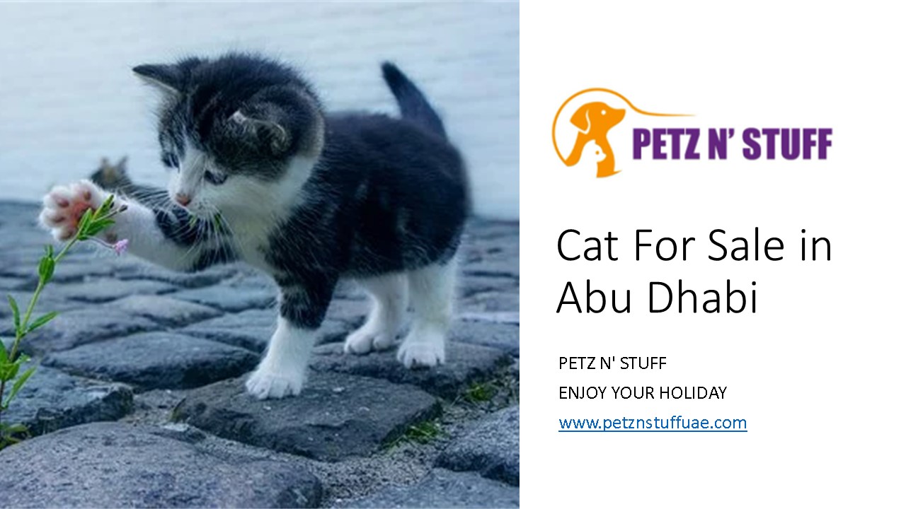 PPT pet shop in Dubai PowerPoint presentation free to download id