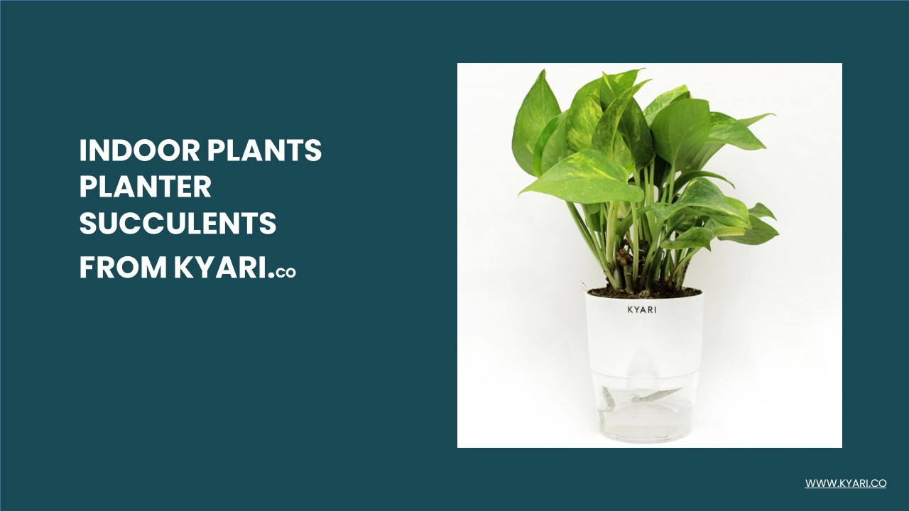PPT Indoor Plant Planter PowerPoint presentation free to download