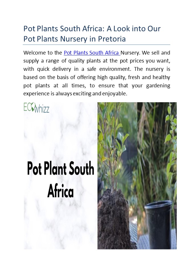 PPT Pot Plants South Africa A Look into Our Pot Plants Nursery in