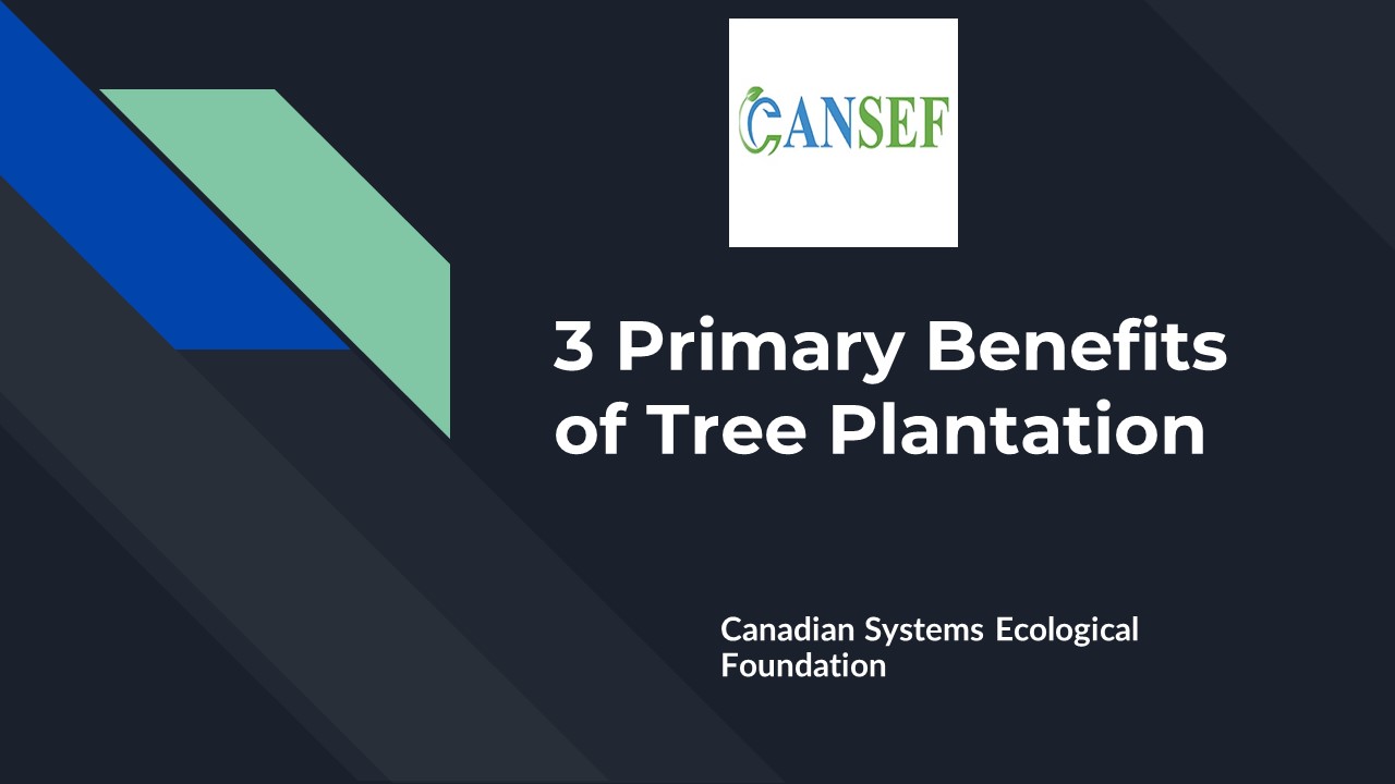 PPT 3 Primary Benefits of Tree Plantation PowerPoint presentation