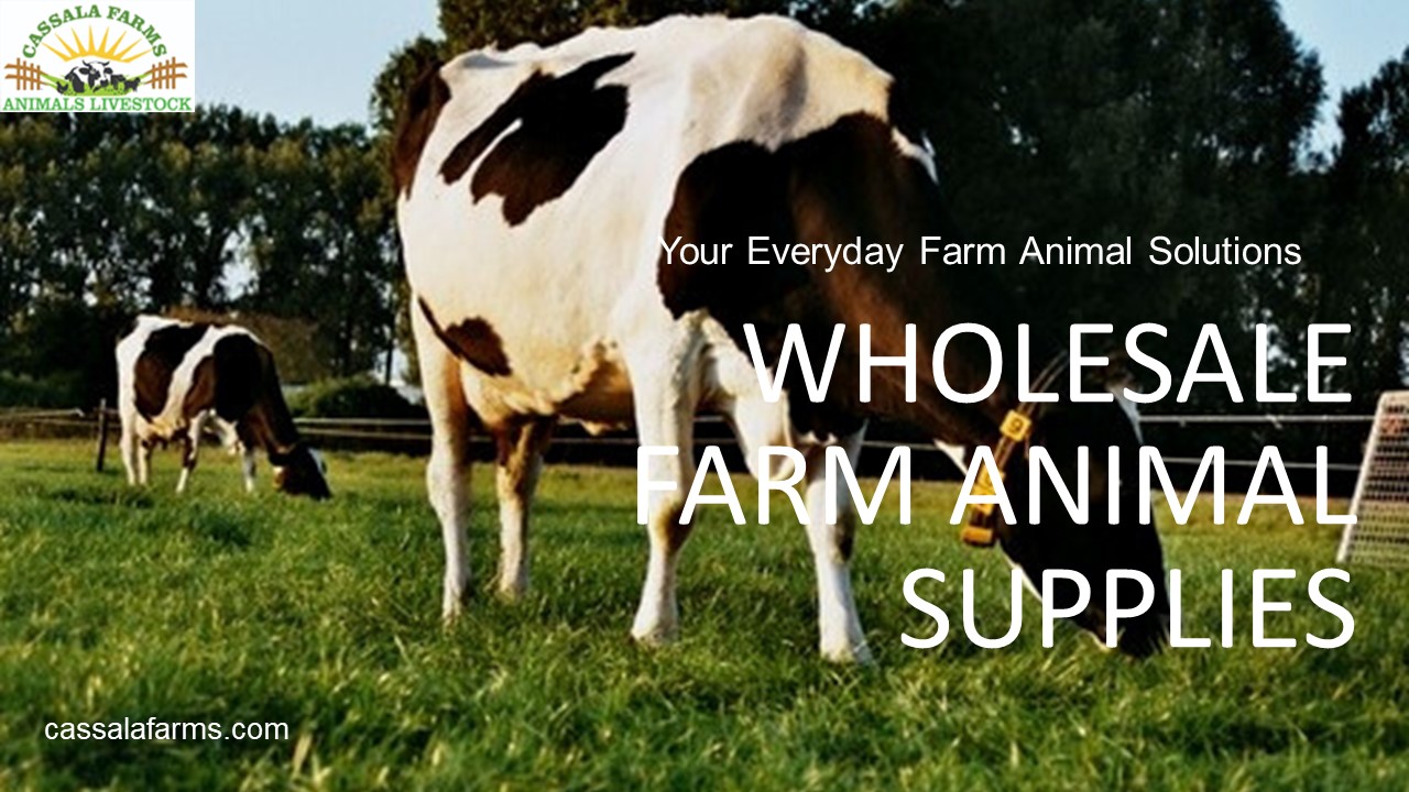 PPT Wholesale Farm Animal Supplies PowerPoint presentation free to