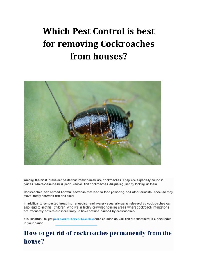 PPT Why do suddenly cockroaches appear in houses? PowerPoint