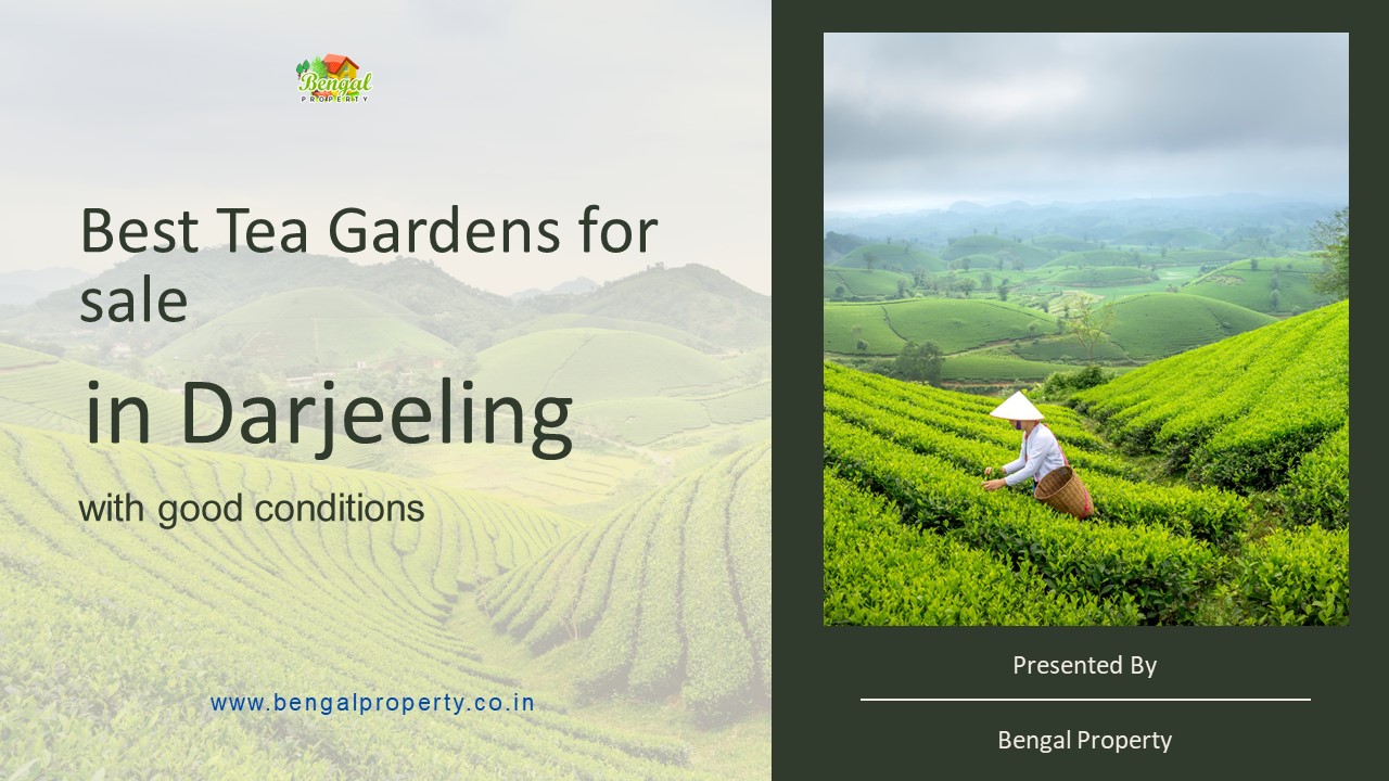PPT Best Tea Gardens for sale in Darjeeling with good conditions