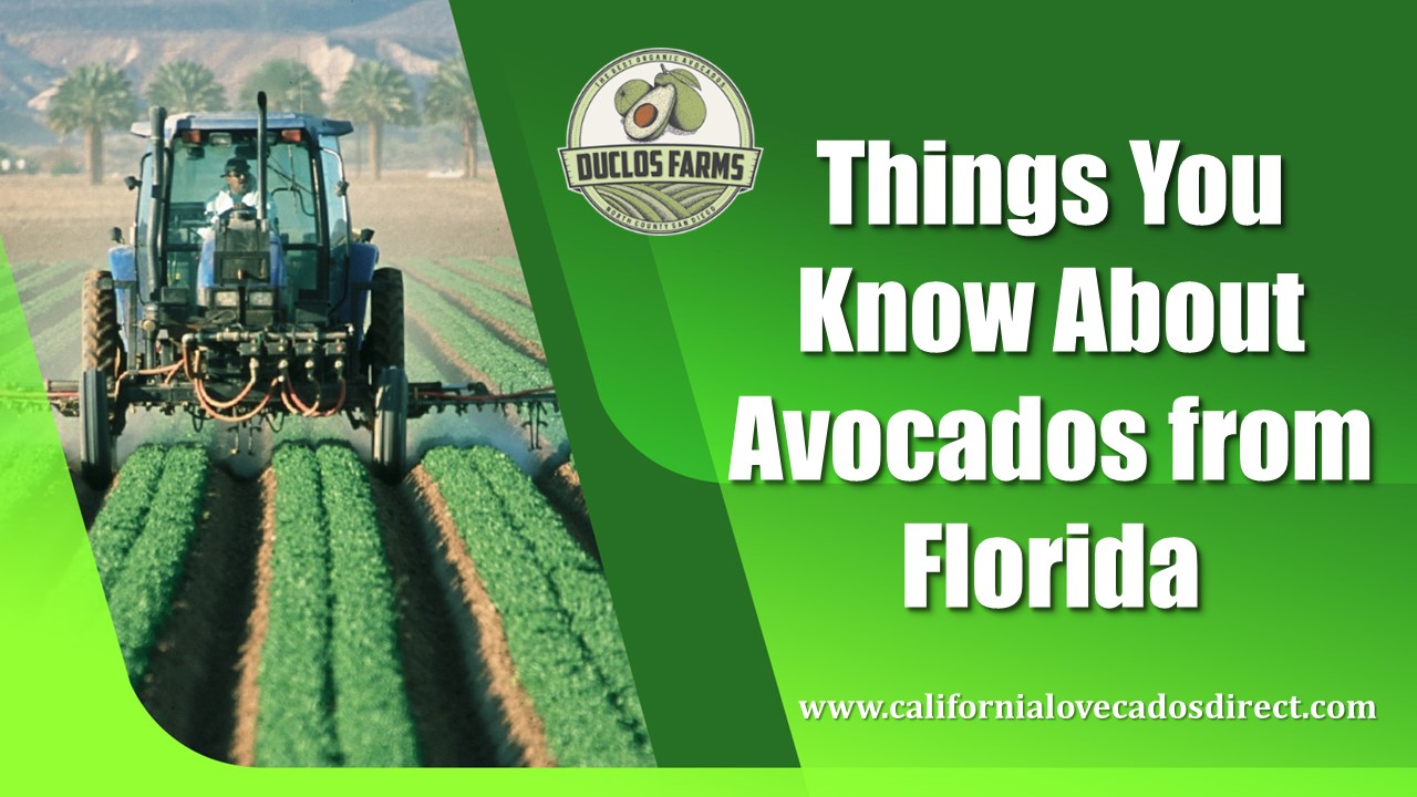 PPT Things You Know About Avocados from Florida PowerPoint presentation free to download