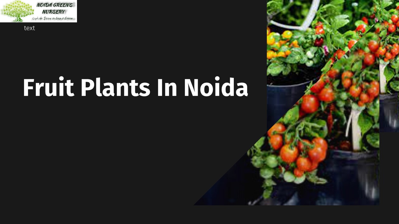 PPT Fruits Plants In Noida PowerPoint presentation free to download id 96e977YjZhY