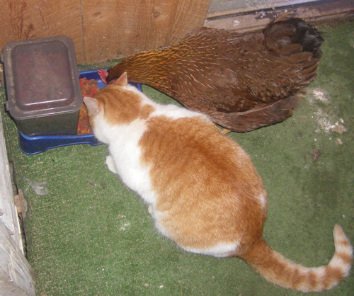 Chickens and Cat Food Keeping Chickens Newsletter