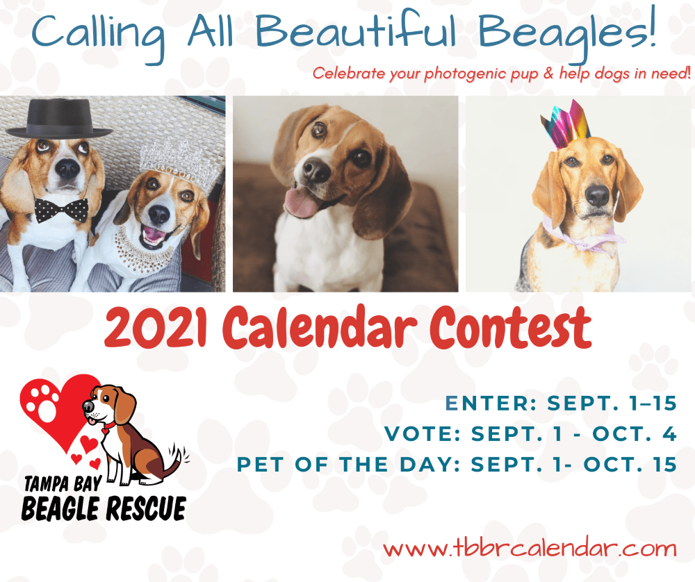 to Tampa Bay Beagle Rescue