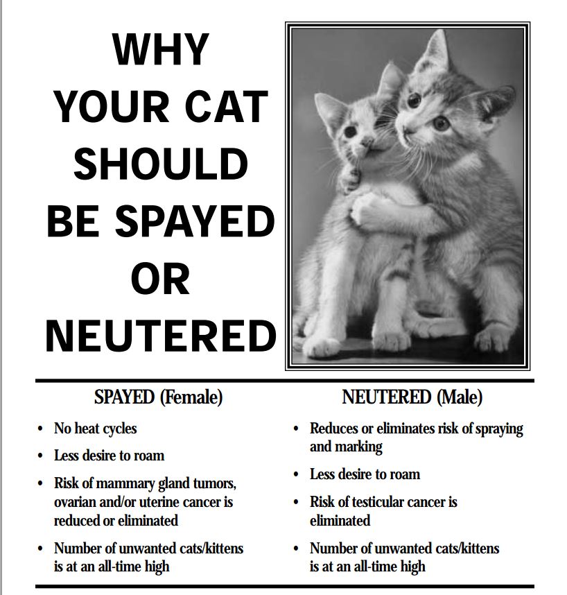 How Much Does It Cost To Have A Cat Spayed at Karla Young blog