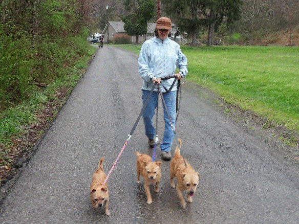 Ways To Volunteer Randolph County Humane Society