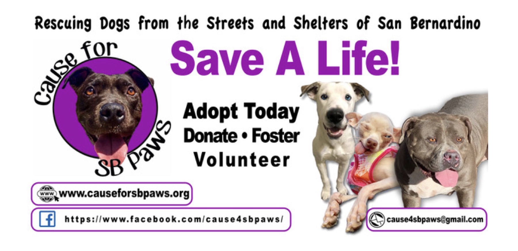 San Bernardino Animal Shelter Petharbor petfinder