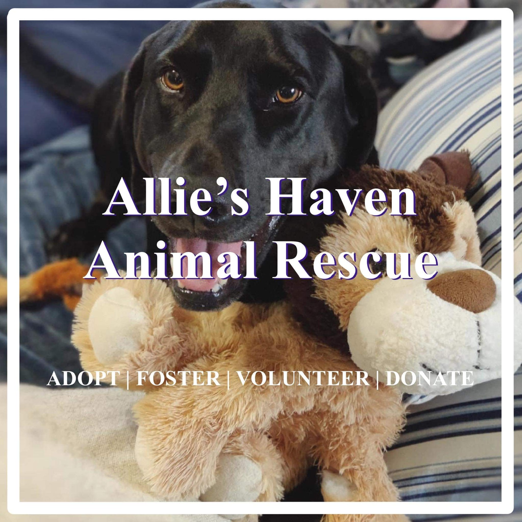 Allie's Haven Animal Rescue Fort Worth, TX