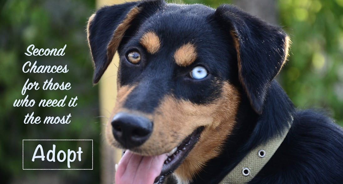 Second Chance Pet Rescue Florida West Plains Regional
