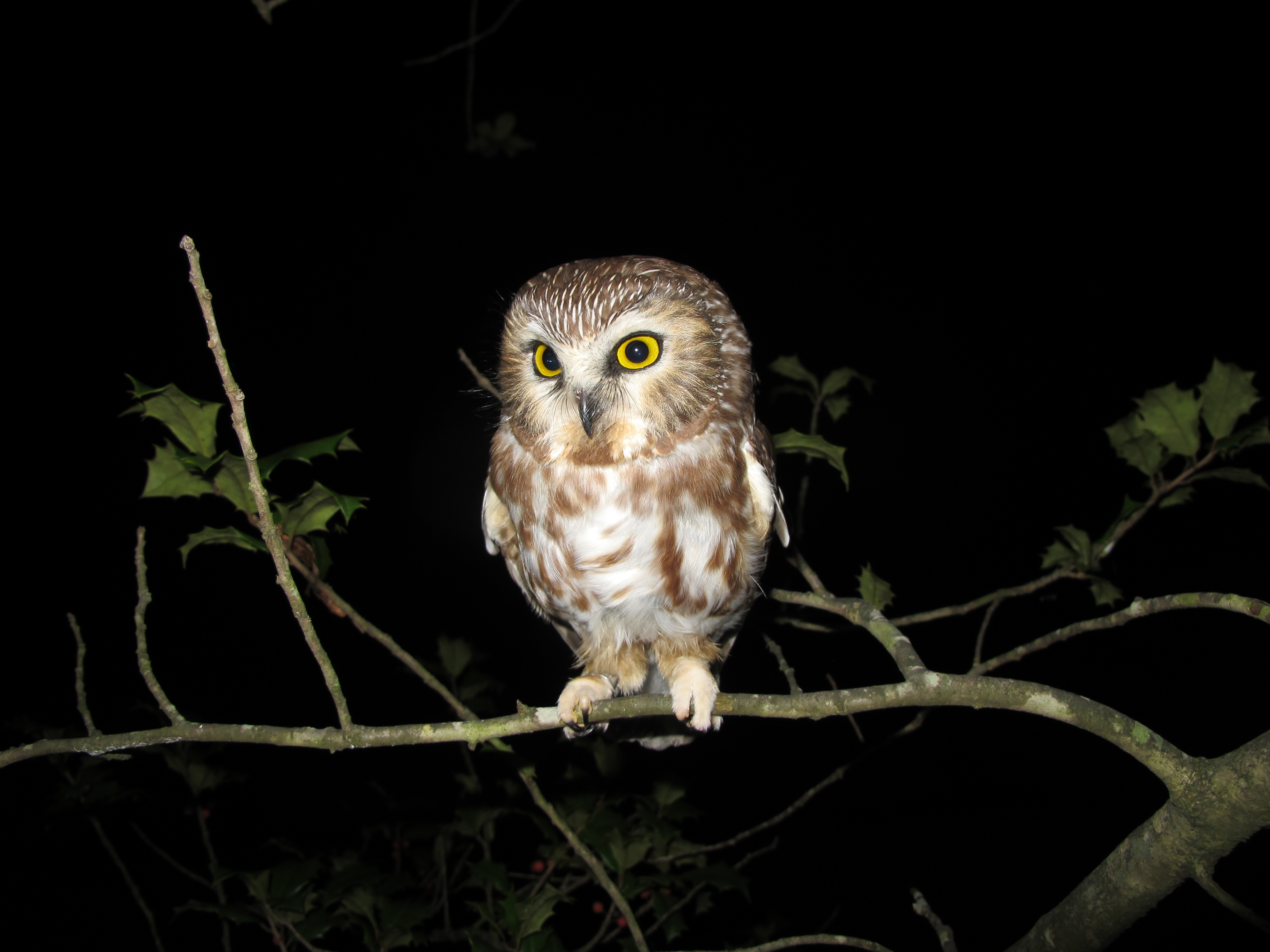 The Northern Sawwhet Owl Virginia's Other Small Owl Virginia