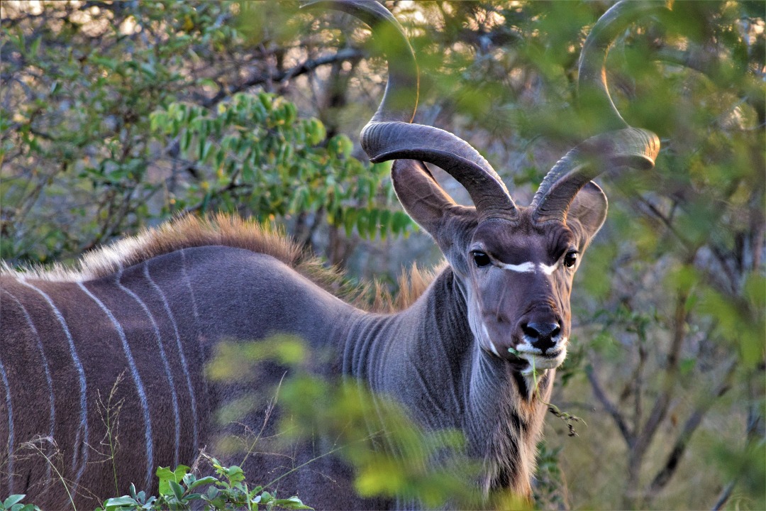 Photo by Ken Treloar via unsplash animal, stripe, ear, nature, wild, wildlife, face, antler