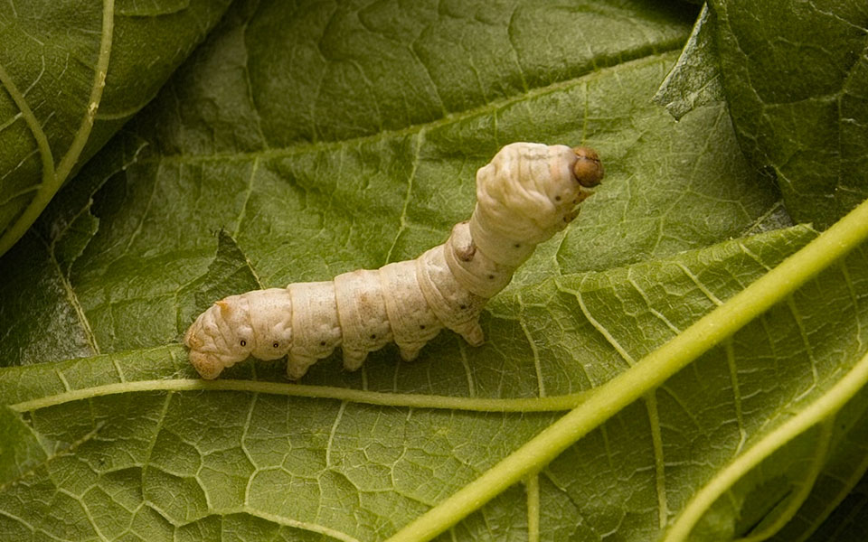 The History of Silkworms